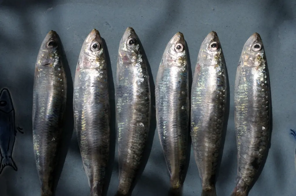 Receta de sardinas en adobo a la gallega