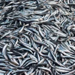 Receta de Anchoas en Picaracha a la gallega