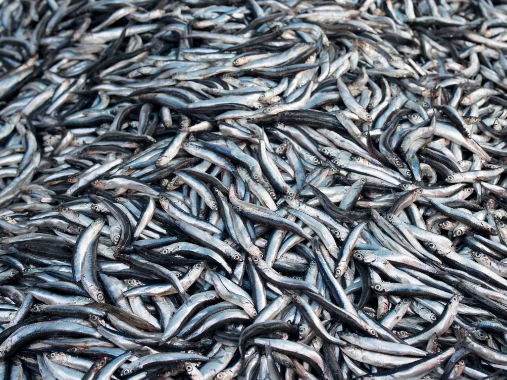 Receta de Anchoas en Picaracha a la gallega